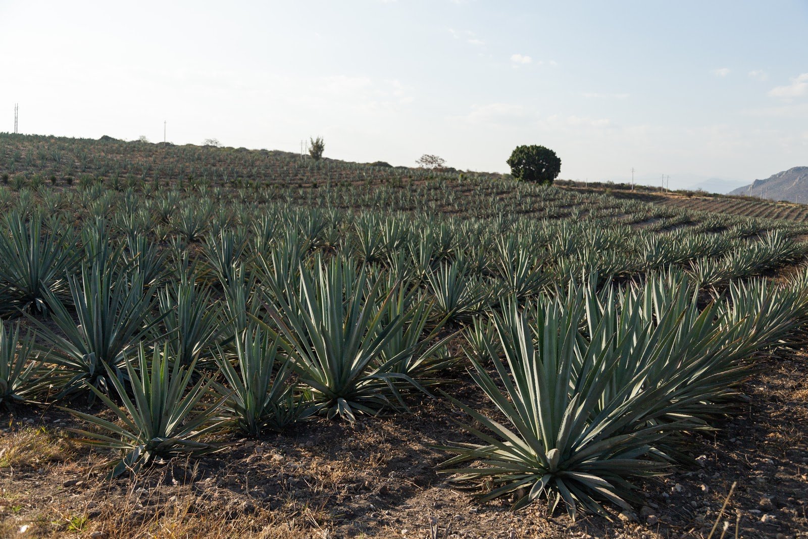 El Rey Zapoteco Mezcal